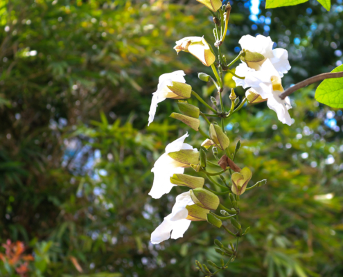 White Orchids