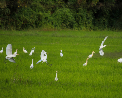 White Birds - Imus Cavite