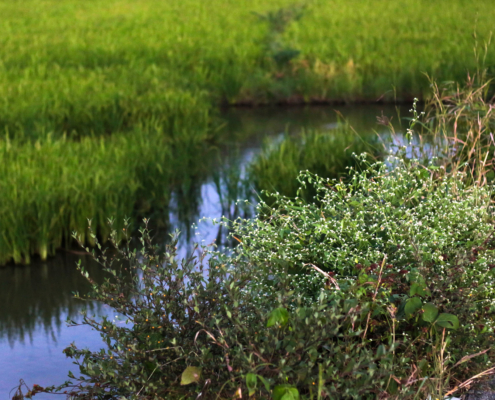 Imus - Ricefield