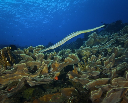 Sea Snake - Darrell Dipaling